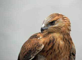 Portrait of a hawk