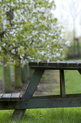 'De bloesemroute' The apple blossom route in the Betuwe, the Netherlands