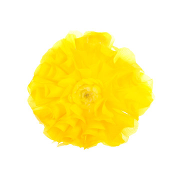 One Bright Yellow Ranunculus Asiaticus Flower, Isolated On White Background.