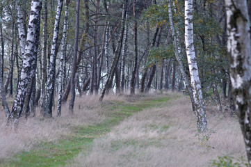 Obraz premium Natural park Twiske in Oostzaan, the Netherlands