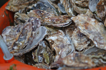 Empty shells of fresh harvested oysters, the Netherlands
