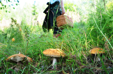 In search of mushrooms