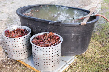 Crawfish in boiling pots about to be cooked outdoors