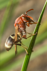 vespidae on grass, wasp the predator
