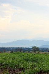 Sugar cane farm with blue mountains.