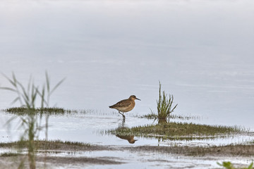 Young ruff on shallow
