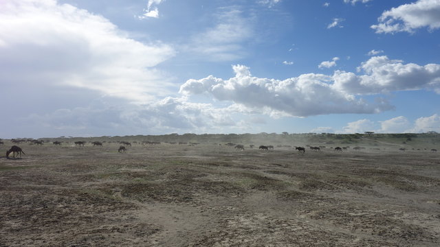 Gnuherde in der Serengeti, Tansania