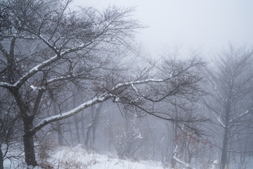Blurred background image of  Winter landscape ,Trees with snow in forest 