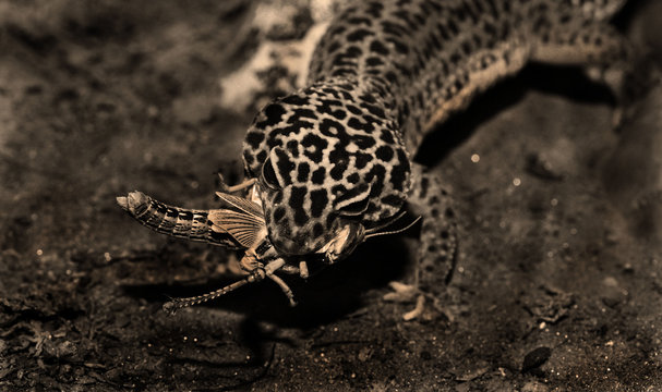 leopardgecko