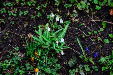 First snowdrops in a forest on spring