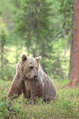 European brown bear sitting in forest on a summer evening