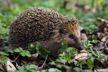 West European hedgehog (Erinaceus europaeus) in the spring time. © kasparv
