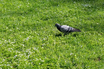 Pigeons in park. Slovakia