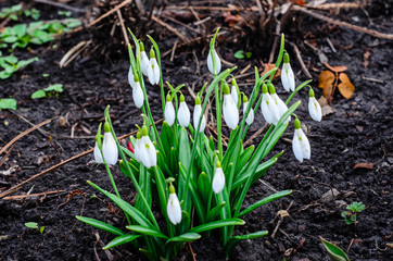 First snowdrops in a forest on spring