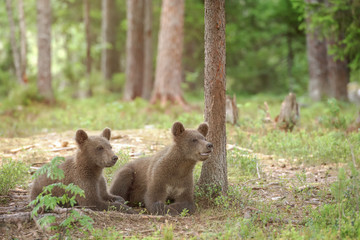 Brown bear cubs resting in forest on a summer evening