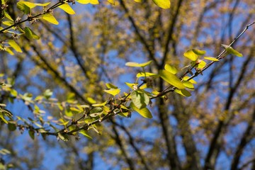 Leaves of the green tree. Slovakia