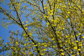 Leaves of the green tree. Slovakia