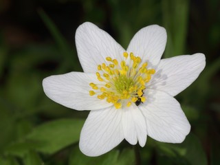 Blossom of wood anemone (windflower, thimbleweed, smell fox) (Anemone nemorosa). Macro.