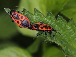 Two firebug (Pyrrhocoris apterus) - mating. Macro.