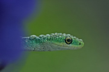 Raue Grasnatter (Opheodrys aestivus) mit Wassertropfen auf Usambaraveilchen 