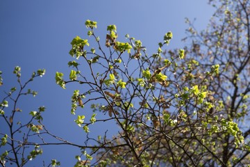 Leaves of the green tree. Slovakia