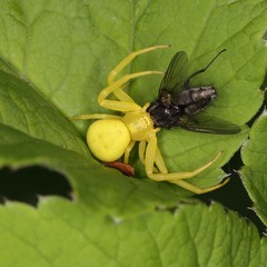 Goldenrod crab spider (flower crab spider) (Misumena vatia) and his prey.