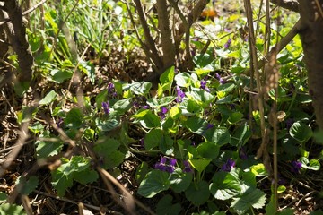 Gilliflower in the grass. Slovakia