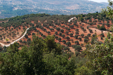 Giordania, 06/10/2013: la valle del Giordano vista dal castello di Ajlun, fortificazione musulmana...