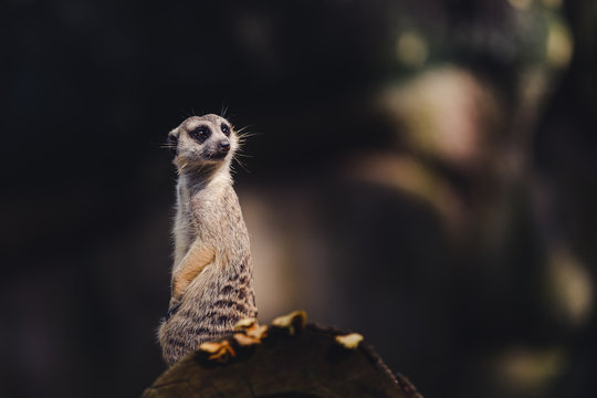 One meerkat standing over a tree trunk
