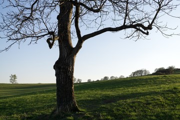 Fototapeta premium Abandoned tree on meadow during sunny day. Slovakia