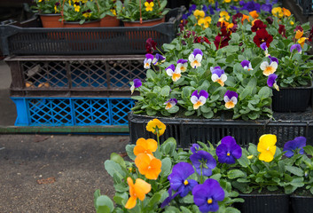 Pansy flowers in crates for sale at the market place in spring. Blue, yellow, orange, purple and scarlet flower heads. Crates formed as artistic background.