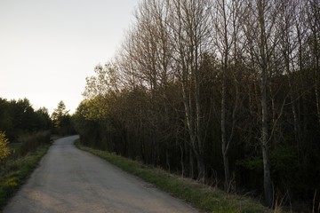 Obraz premium Magic trees and paths in the forest. Slovakia