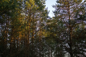 Trees in the forest. Slovakia
