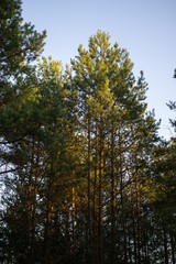 Trees in the forest. Slovakia