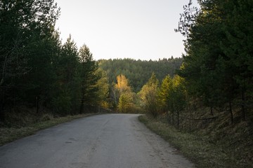 Magic trees and paths in the forest. Slovakia