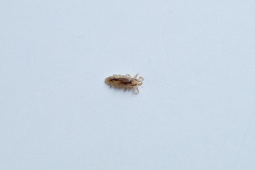 Head Louse - Pediculus capitis, blood inside its body.