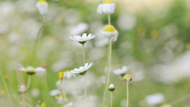 Daisy flowers. Wild daisies in meadow. Wind shaking slowly daisy flowers. 