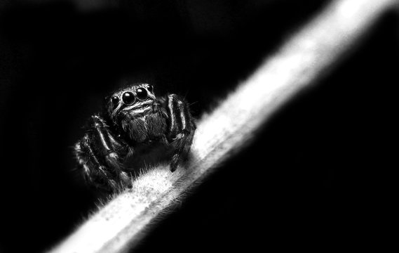 Springspinne