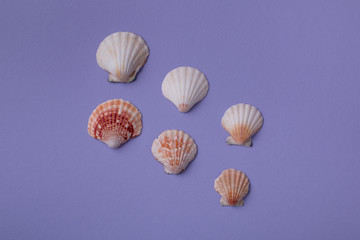 Still Life of Seashells