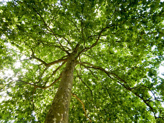 Fototapeta premium grown thick with green