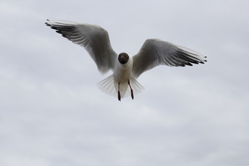 Im Flug ist alles leichter