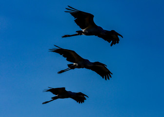 Birds In Flight