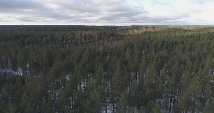 Aerial forward fast flight looking down over winter pine forest in daylight, 4k drone footage