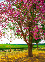 Fototapeta na wymiar Pink roses on the tree.
