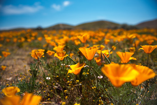 Antelope Valley Poppy Preserve