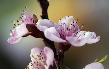 Kwitnąca brzoskwinia - obrazy, fototapety, plakaty