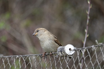 Der Sperling auf ´m Zaun