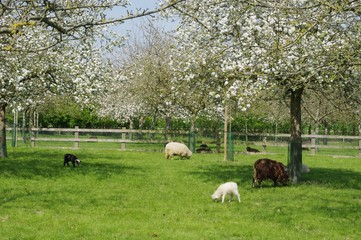 Obraz premium Moutons dans une prairie
