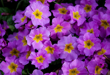 a lot of little flowers, purple flowers, lawn purple flowers