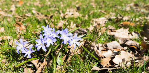 spring violet flowers in green grass